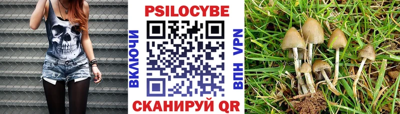 Псилоцибиновые грибы Psilocybe  где можно купить   Канаш 